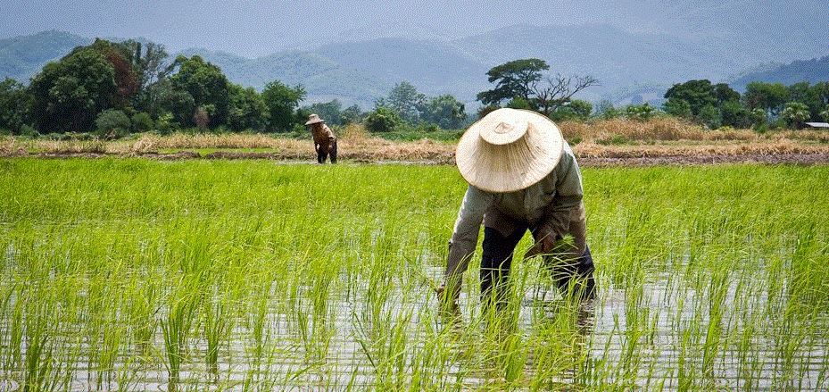 Rice Farm Field